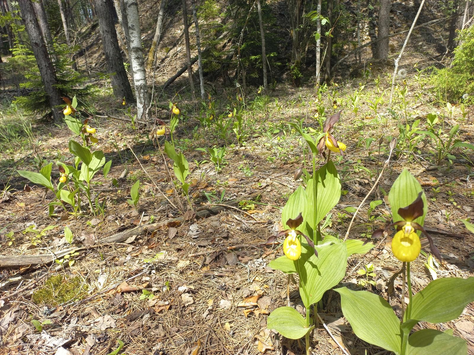 Северные орхидеи: экскурсия в Дюкинский заказник-1