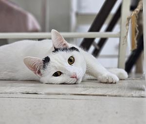 Котокафе «Мурчелло»