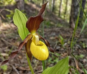 Северные орхидеи: экскурсия в Дюкинский заказник
