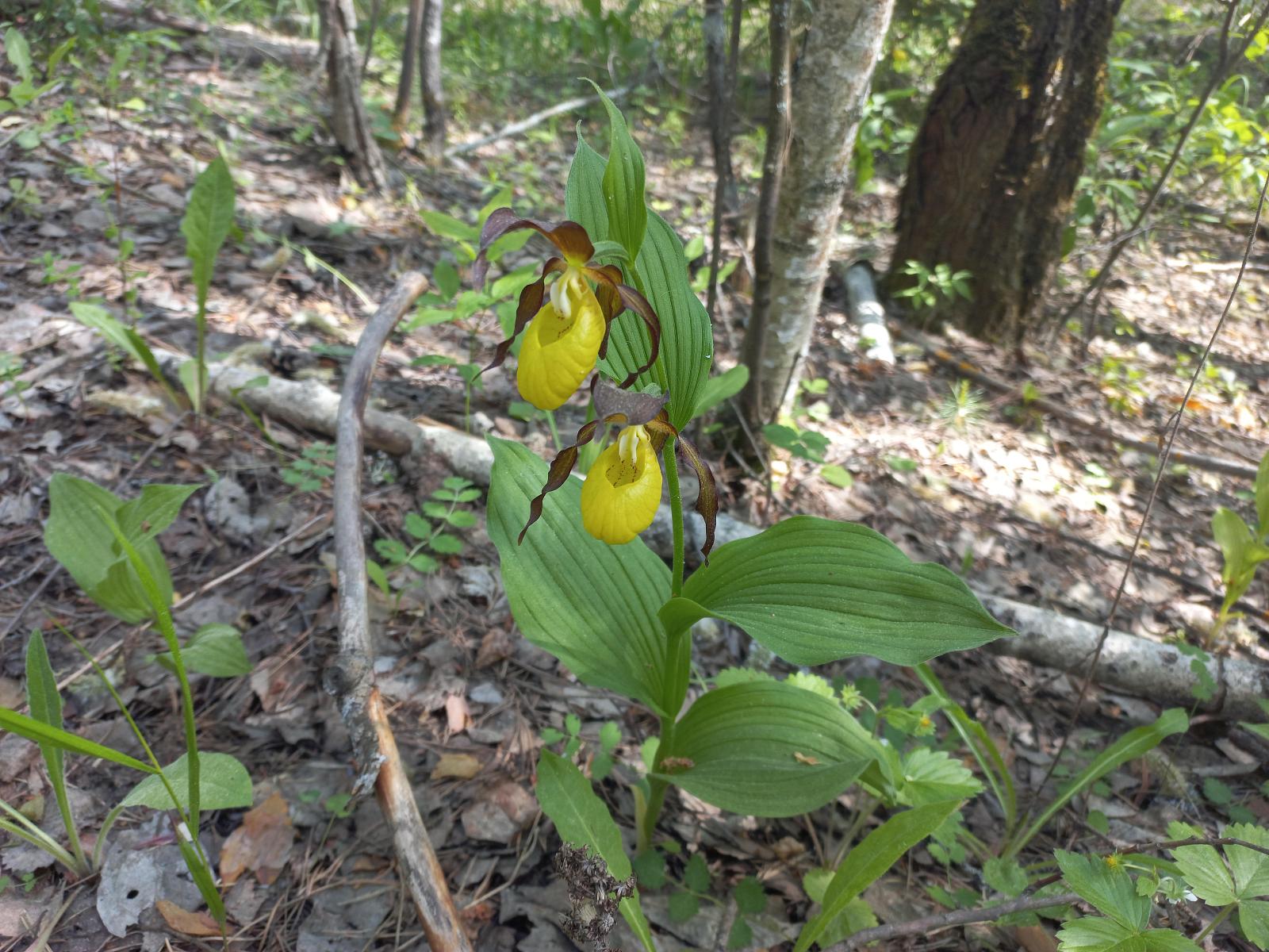 Северные орхидеи: экскурсия в Дюкинский заказник-2
