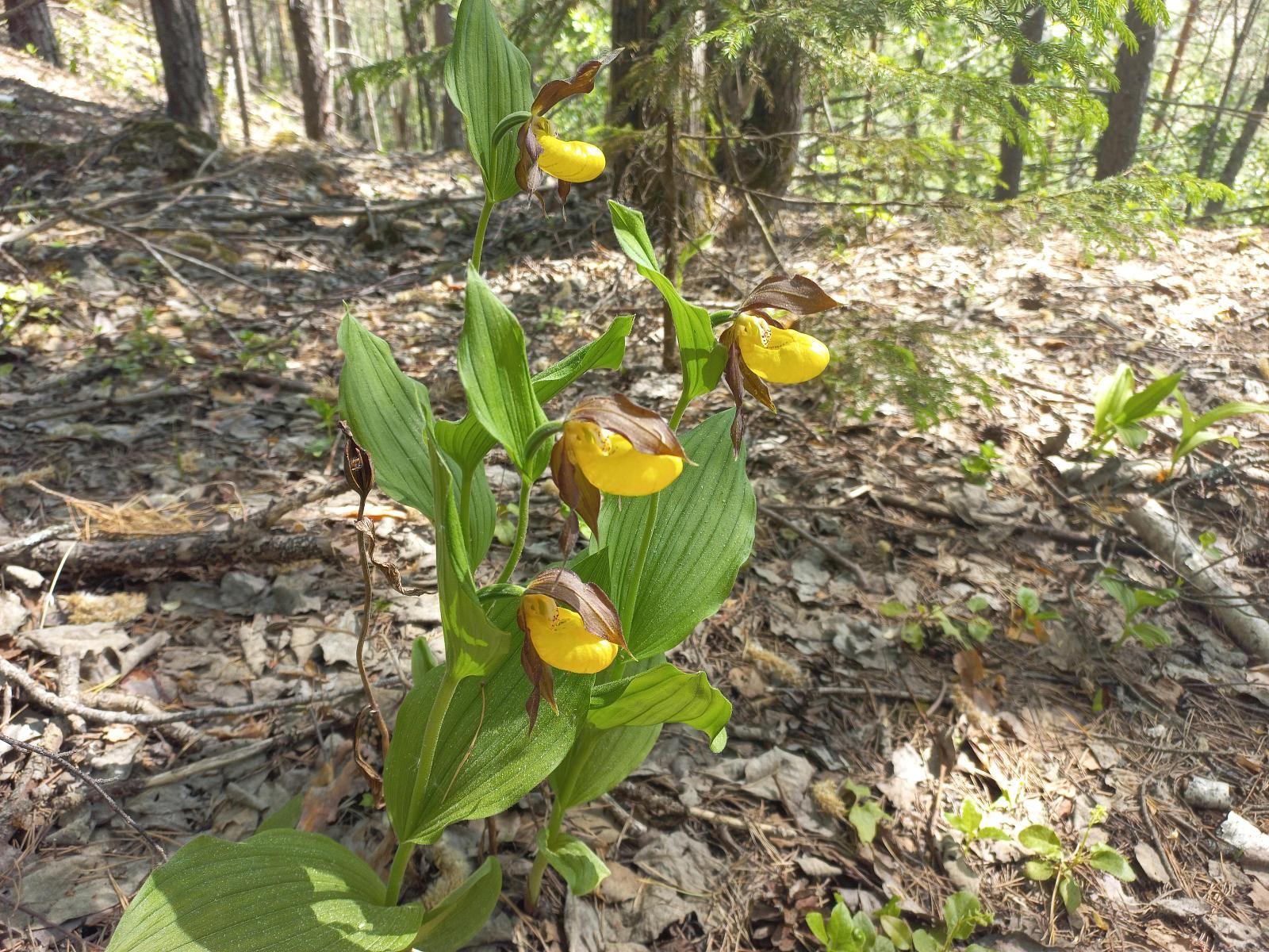 Северные орхидеи: экскурсия в Дюкинский заказник-4