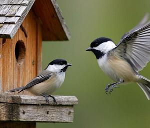 Музейно-образовательная программа «Юные друзья пернатых»