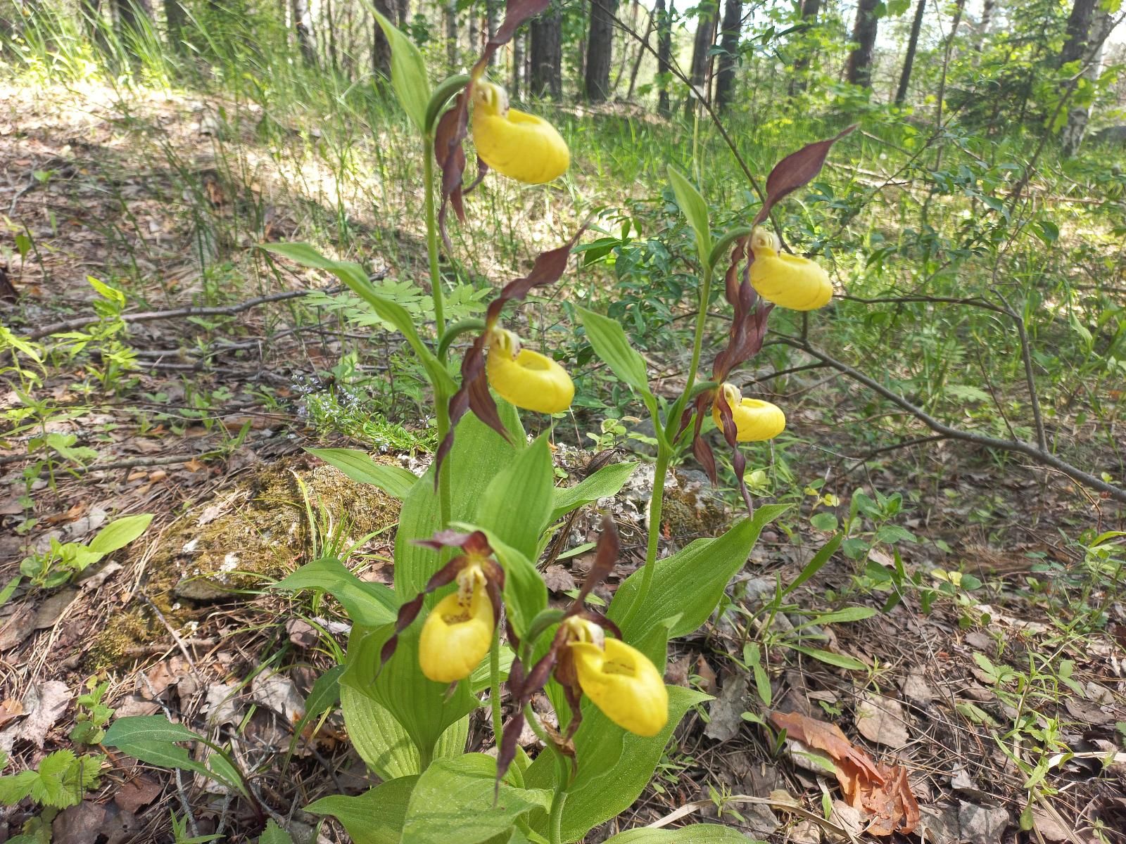 Северные орхидеи: экскурсия в Дюкинский заказник-3