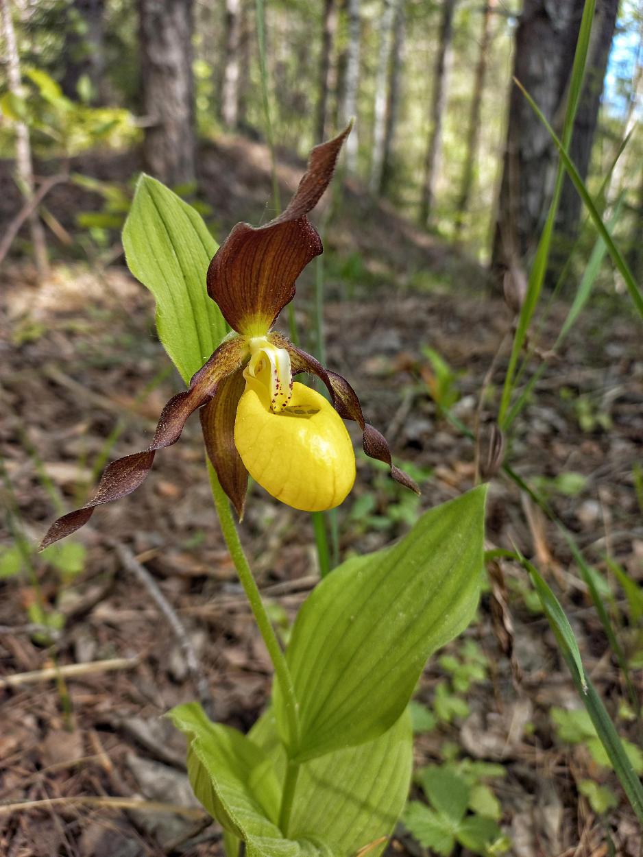 Северные орхидеи: экскурсия в Дюкинский заказник-0
